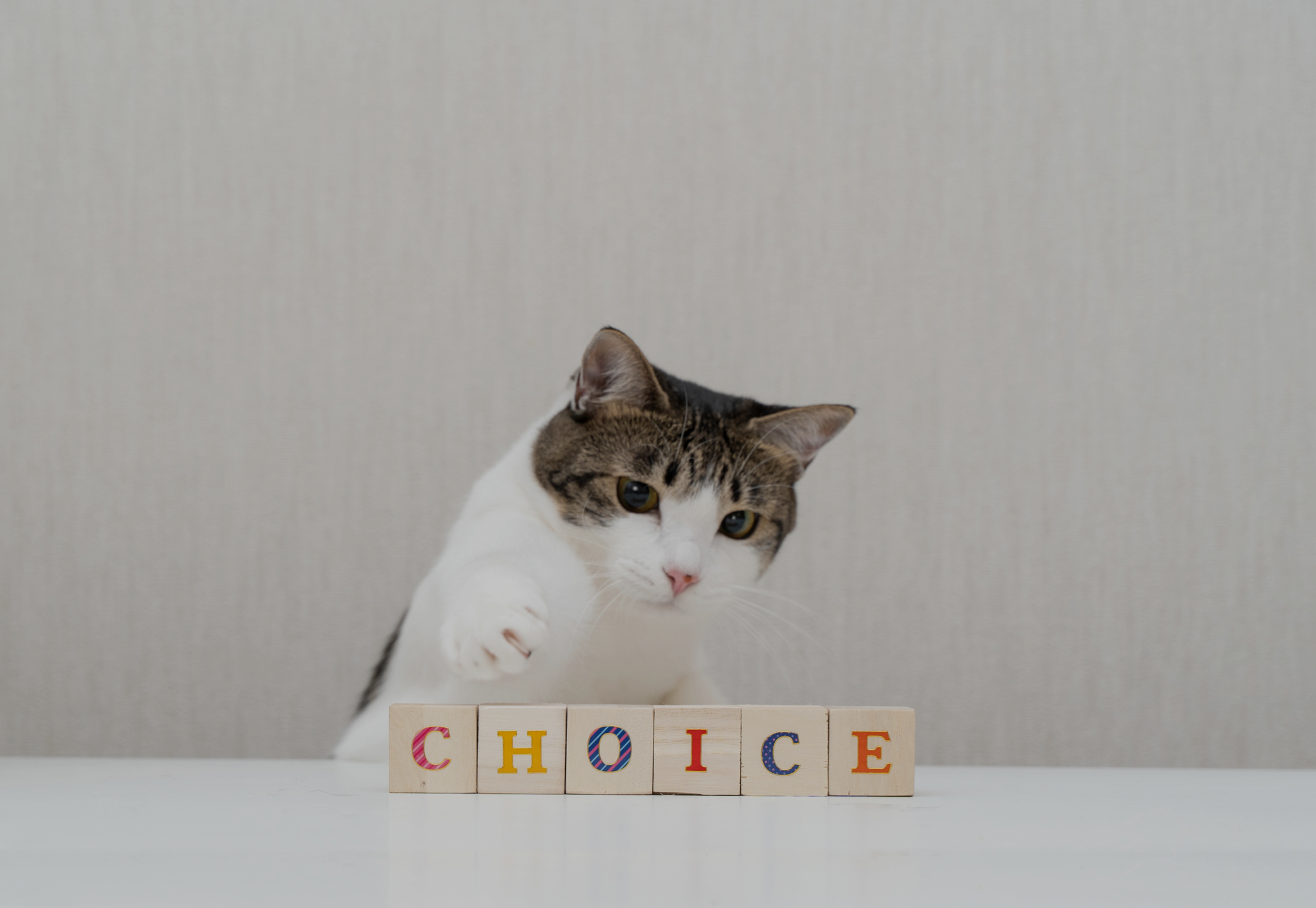 猫がchoiceの積み木を選んでいる写真